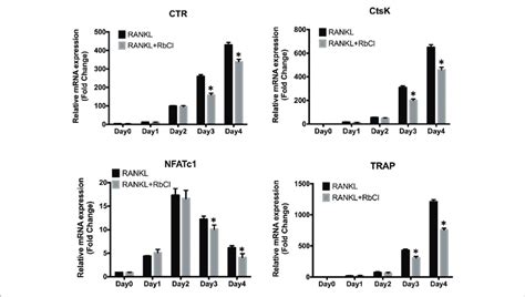 Rbcl Impairs Rankl Induced Osteoclast Gene Expression Evaluation Of