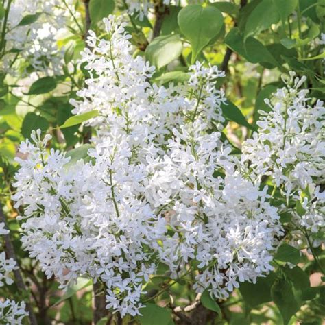 New Age Syringa Bloomables