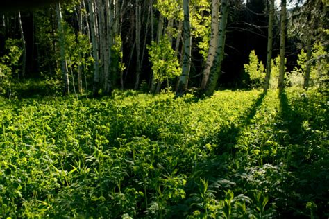 Chiwaukum Creek Washington Trails Association