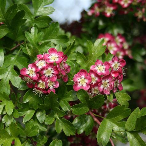 Crataegus Crimson Cloud Midland Hawthorn Tree Mail Order Trees