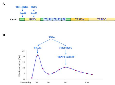 The Roles Of Traf2 Phosphorylation In Tnfα Signaling And Inflammation Habelhah Laboratory