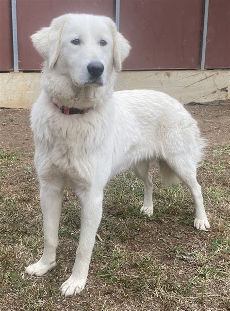 Dinky Large Female Maremma Sheepdog Mix Dog In Vic Petrescue