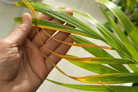 Areca Palme Richtig Pflegen Anleitung Tipps