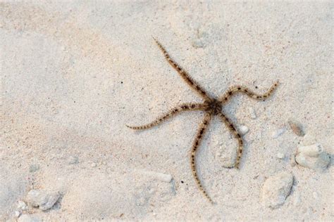 Starfish spider stock photo. Image of beauty, underwater - 23277314