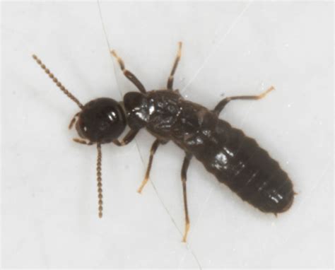 Western Subterranean Termite Plants And Animals Of Dana Adobe