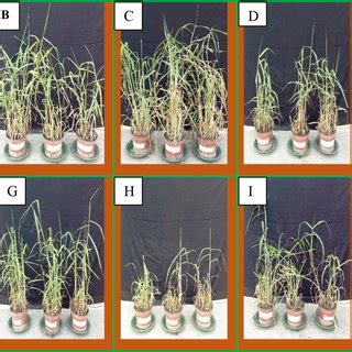 Effect Of Cd Contamination Level And Endophytes Inoculation On Growth