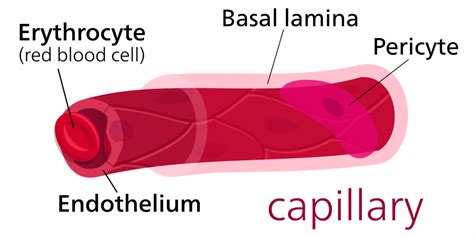 Structures Of Blood Vessels A Level Biology Revision Notes