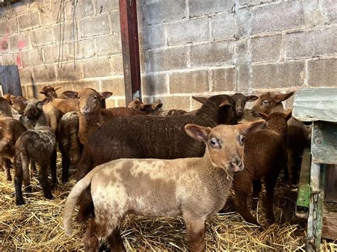 La période d agnelage un moment de renouveau au cœur de la ferme