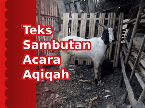 Contoh Teks Kata Sambutan Acara Syukuran Aqiqah