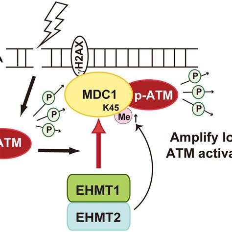 Pdf Mdc1 Methylation Mediated By Lysine Methyltransferases Ehmt1 And Ehmt2 Regulates Active