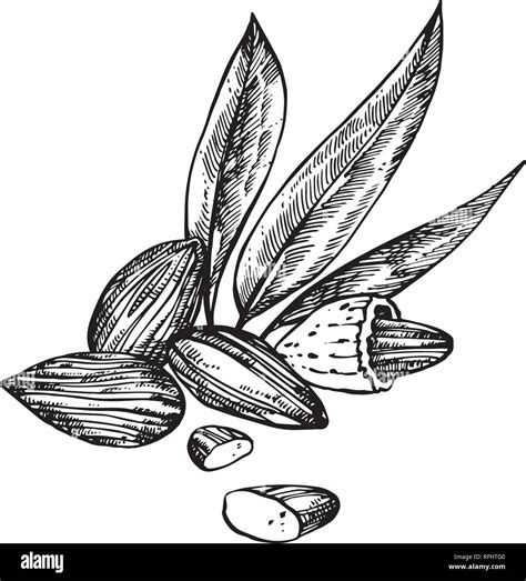 Almonds Sketch Illustrations Vector Hand Drawn Illustrations Isolated