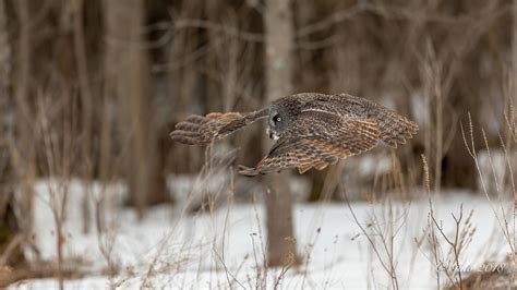 Chouette Lapone Great Gray Owl Strix Nebulosa Ottawa Flickr