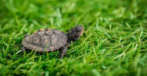 Box Turtle Lifespan: How Long Do Box Turtles Live? - A-Z Animals