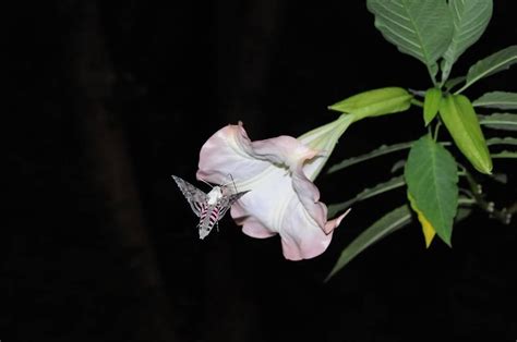 Gardening With Moths The Nocturnal Pollinator