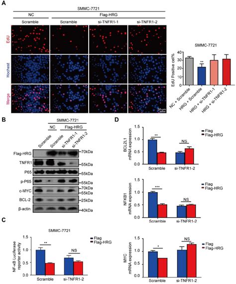 TNFR1 Mediates The Biological Functions Of HRG In HCC Cells A