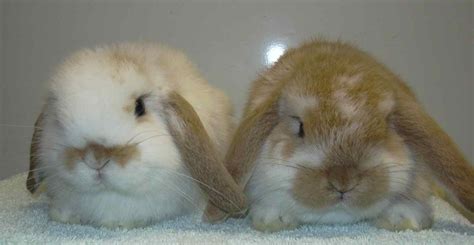 Baby Mini Lop Rabbit Baby Dwarf Lop Rabbit Baby German Lop Rabbit