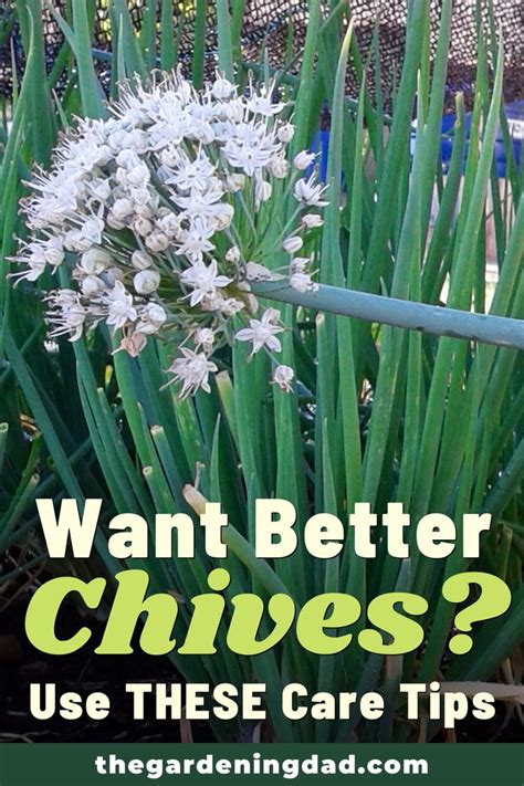 How To Grow Chives Proven Tips Chives Plant Growing Chives