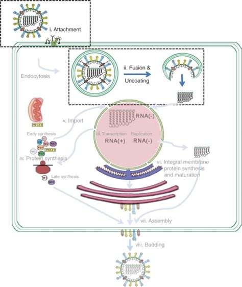 Influenza Virus Multiplication Life Cycle I Ha Spike Open I