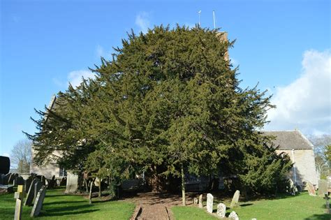 Much Marcle Ancient Yew Much Marcle England Atlas Obscura