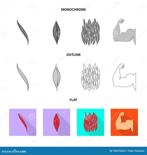 Illustration De Vecteur De Fibre Et De Symbole Musculaire Placez Du