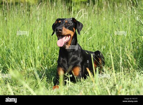 Lying Doberman Pinscher Stock Photo Alamy