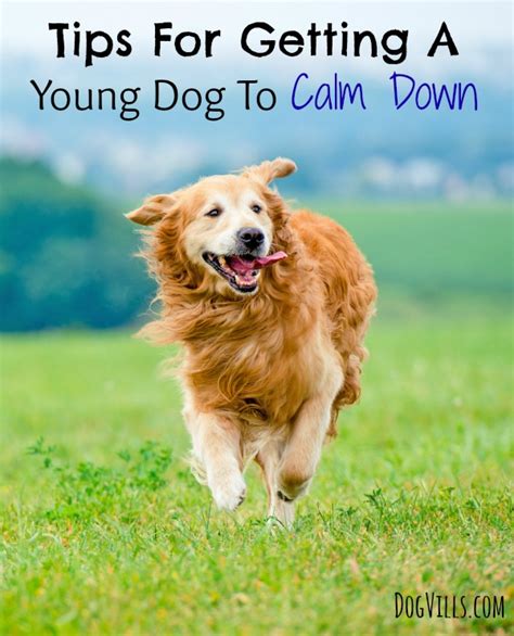 Tips For Getting A Young Dog To Calm Down - DogVills