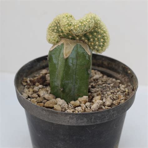 Mammillaria Elongata Crestada 4″ Verdimx