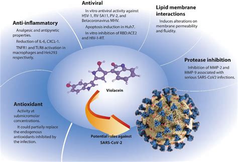 Frontiers Potential Biocide Roles Of Violacein