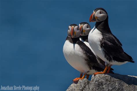 Acadia National Park With Atlantic Puffins Photography Workshop