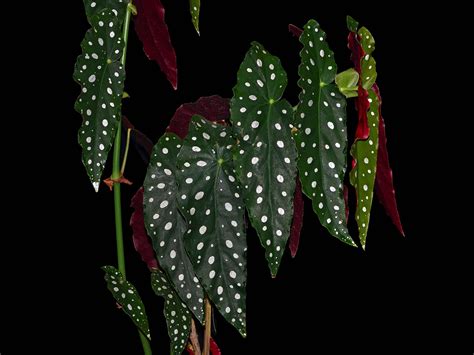 Begonia maculata – Ecuagenera