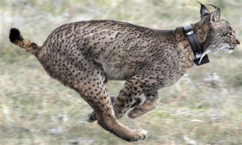 El Gato Lince Un Cazador Solitario Que Desaf A A La Naturaleza Mascotas