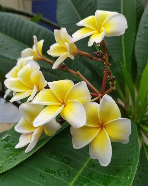 Hawaiian Flowers Blooming Beauty Exploring The Vibrant World Of