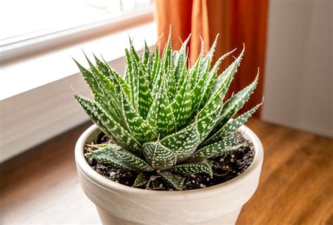 How To Grow And Care For Lace Aloe Aristaloe Aristata