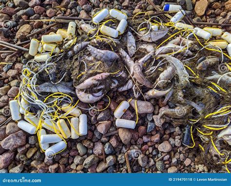 Peixe Morto E Podre Numa Rede De Pesca Pelo Mar Foto De Stock Imagem