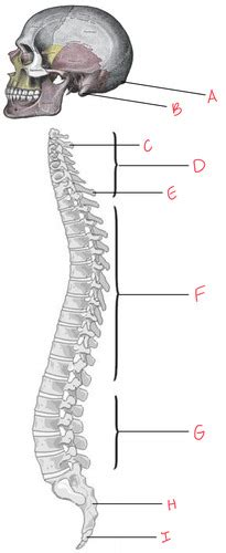 Lab Practical 1 KIN 312 Functional Anatomy Flashcards Quizlet