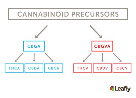 List Of Major Cannabinoids In Cannabis And Their Effects Leafly