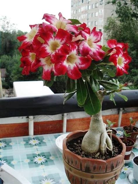 Адениум: размножение, обрезка и уход в домашних условиях