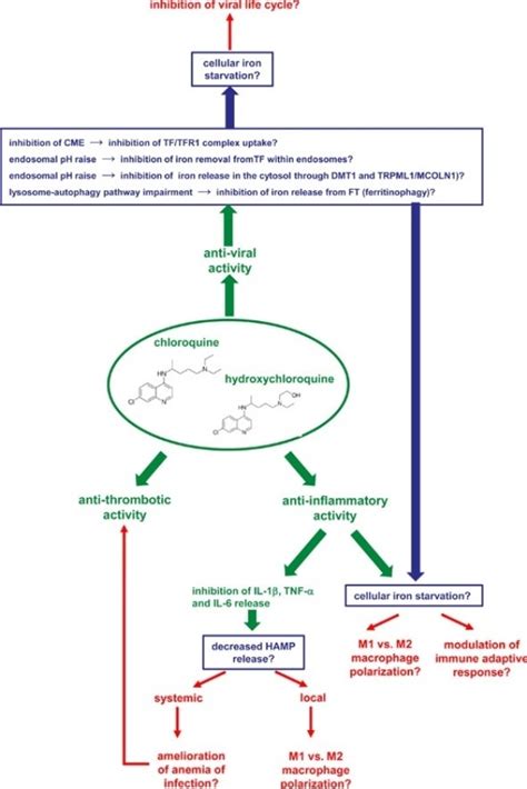 The Possible Mechanisms Of Action Of 4 Aminoquinolines Chloroquine