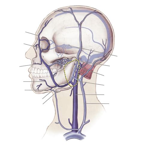 Diagram Of Internal Jugular Vein Quizlet