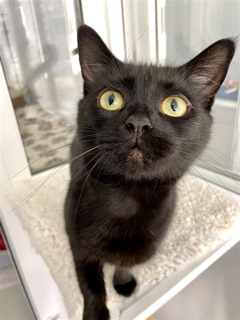 Tippy Hull Animal Welfare