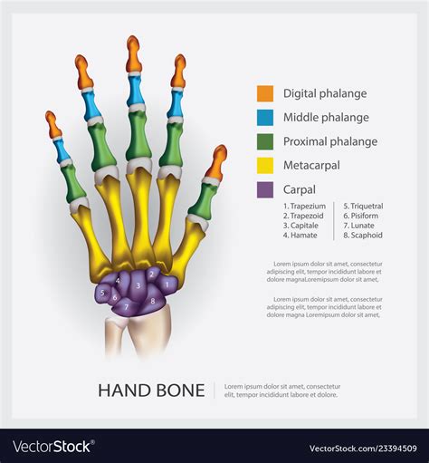 human anatomy hand bone royalty  vector image