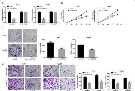 Effects Of Knockdown Circmylk On Hcc Cell Proliferation And Metastasis