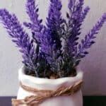 Growing Lavender In Pots Tips And Tricks For A Beautiful Garden