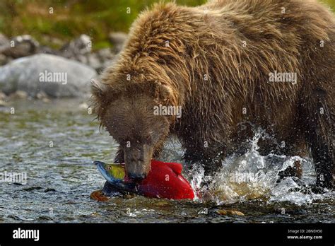 Grizzly Bear Ursus Arctos Horribilis Fishing For Salmon Katmai