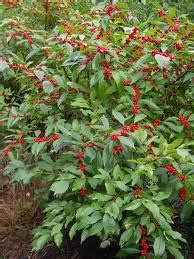 Plants We Love: Winterberry | E-Landscape