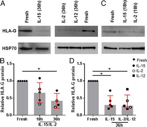 The Hla G Cycle Provides For Both Nk Tolerance And Immunity At The