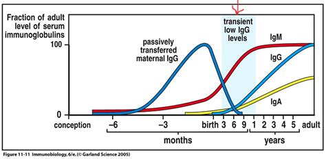 human biology - At what age do babies begin to synthesize their own antibodies? - Biology Stack ...