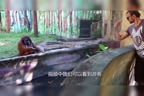 猩猩贪吃不停向游客索要香蕉，游客摇头表示不给，下一秒意外发生游客猩猩香蕉