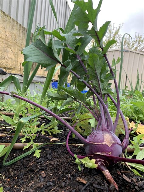 How To Grow Kohlrabi In Western Australia Backyard Gardening Australia