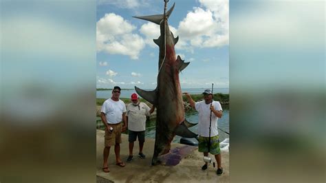 Fisherman Breaks State Record After Catching Hammerhead Shark Wfaa